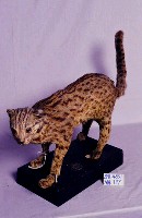石虎藏品圖，第2張